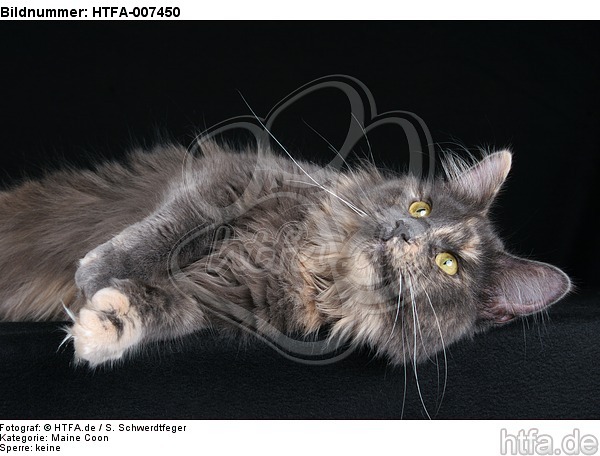 Maine Coon / HTFA-007450