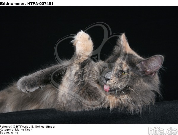 Maine Coon / HTFA-007451