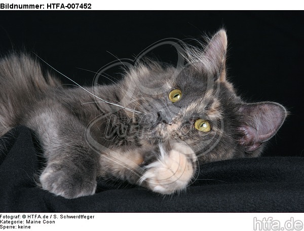 Maine Coon / HTFA-007452