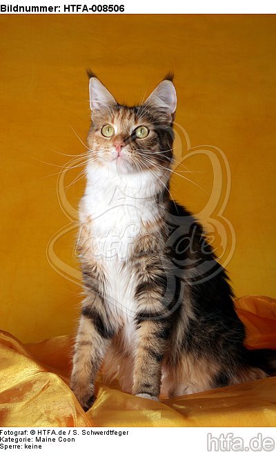 sitzende Maine Coon / sitting maine coon / HTFA-008506