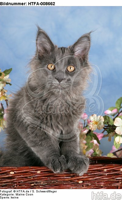 junge Maine Coon / young maine coon / HTFA-008662