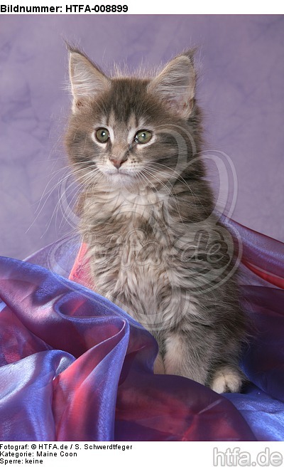 sitzendes Maine Coon Kätzchen / sitting maine coon kitten / HTFA-008899