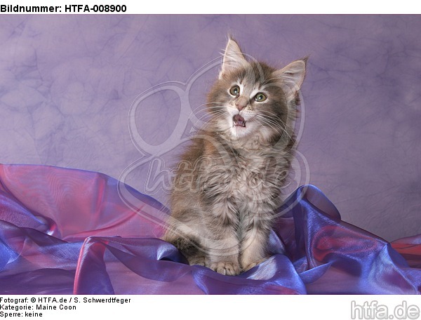 sitzendes Maine Coon Kätzchen / sitting maine coon kitten / HTFA-008900