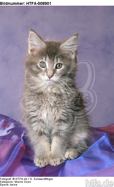 sitzendes Maine Coon Kätzchen / sitting maine coon kitten / HTFA-008901