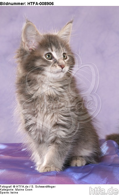 sitzendes Maine Coon Kätzchen / sitting maine coon kitten / HTFA-008906