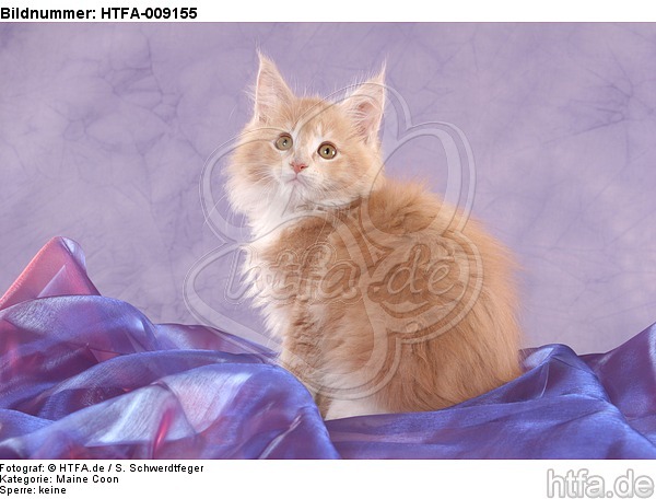 sitzendes Maine Coon Kätzchen / sitting maine coon kitten / HTFA-009155