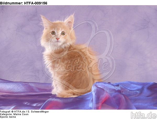 sitzendes Maine Coon Kätzchen / sitting maine coon kitten / HTFA-009156