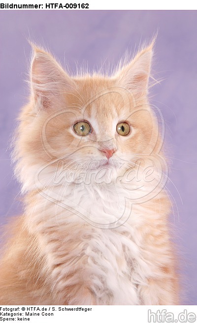 Maine Coon Kätzchen Portrait / maine coon kitten portrait / HTFA-009162