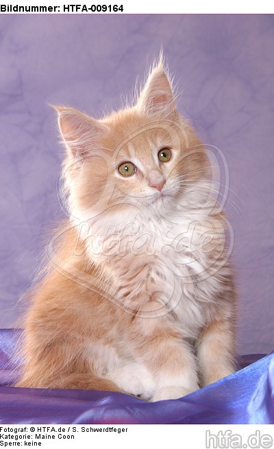 sitzendes Maine Coon Kätzchen / sitting maine coon kitten / HTFA-009164