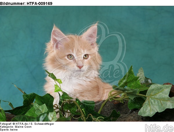 Maine Coon Kätzchen Portrait / maine coon kitten portrait / HTFA-009169