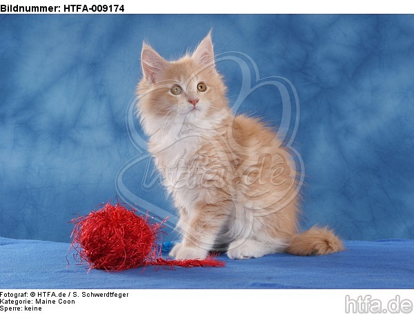 sitzendes Maine Coon Kätzchen / sitting maine coon kitten / HTFA-009174