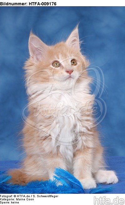 sitzendes Maine Coon Kätzchen / sitting maine coon kitten / HTFA-009176