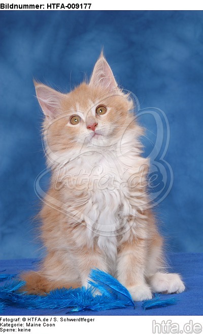 sitzendes Maine Coon Kätzchen / sitting maine coon kitten / HTFA-009177