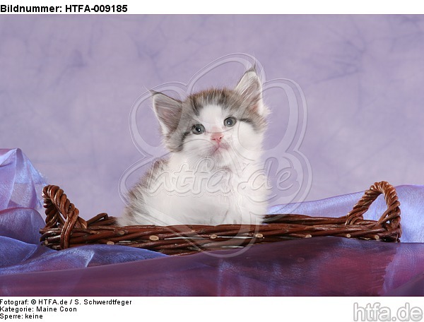 Maine Coon Kätzchen / maine coon kitten / HTFA-009185