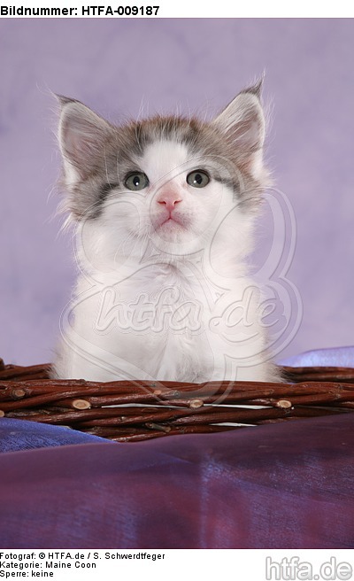 Maine Coon Kätzchen / maine coon kitten / HTFA-009187