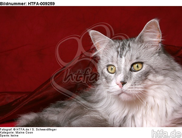 Maine Coon Portrait / HTFA-009259