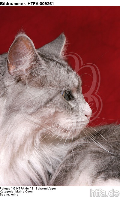 Maine Coon Portrait / HTFA-009261