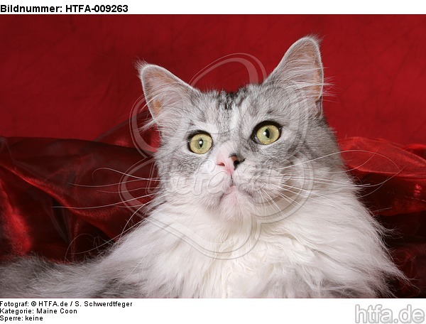 Maine Coon Portrait / HTFA-009263