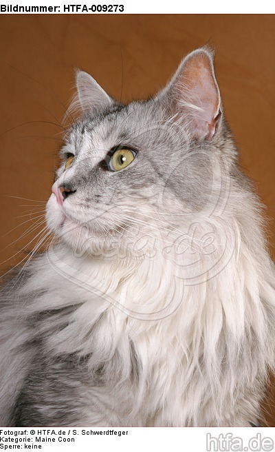 Maine Coon Portrait / HTFA-009273