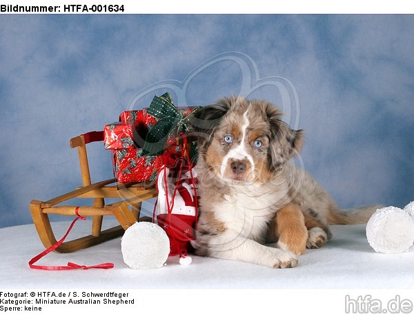 Miniature Australian Shepherd Welpe / miniature australian shepherd puppy / HTFA-001634