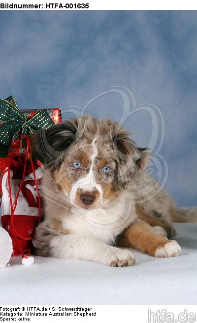 Miniature Australian Shepherd Welpe / miniature australian shepherd puppy / HTFA-001635