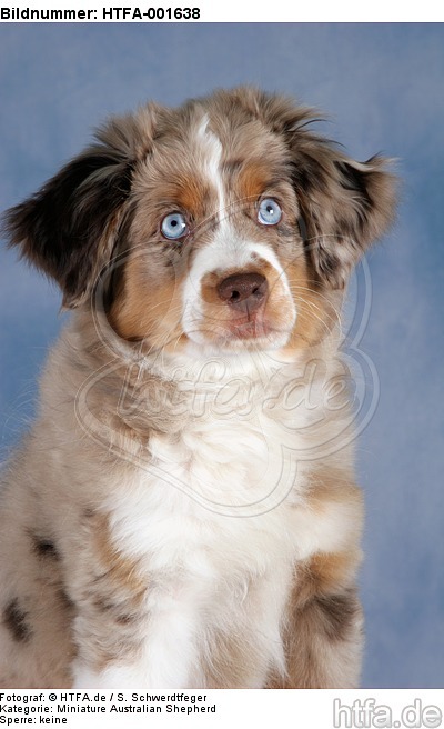 Miniature Australian Shepherd Welpe / miniature australian shepherd puppy / HTFA-001638