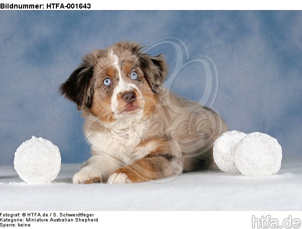 Miniature Australian Shepherd Welpe / miniature australian shepherd puppy / HTFA-001643