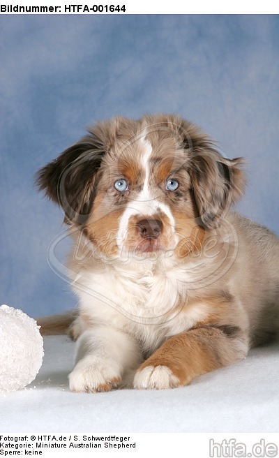 Miniature Australian Shepherd Welpe / miniature australian shepherd puppy / HTFA-001644