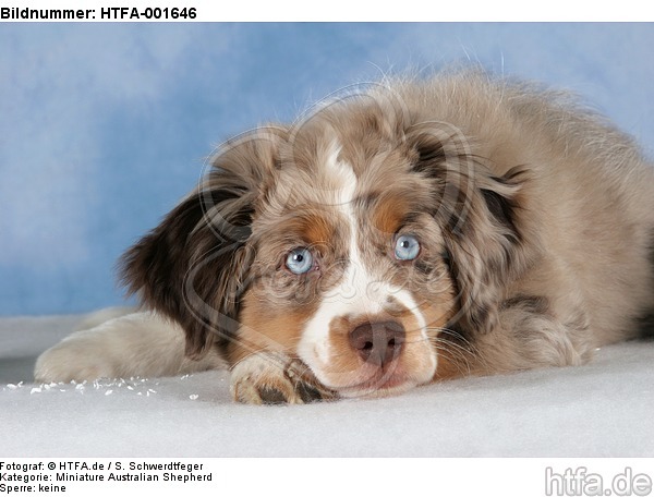 Miniature Australian Shepherd Welpe / miniature australian shepherd puppy / HTFA-001646