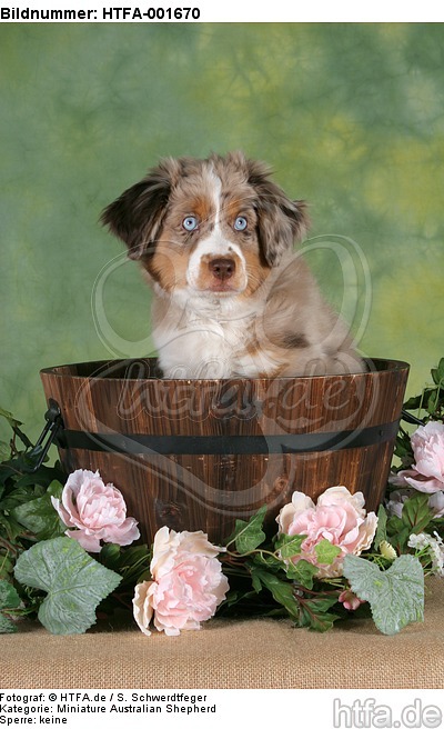 Miniature Australian Shepherd Welpe / miniature australian shepherd puppy / HTFA-001670