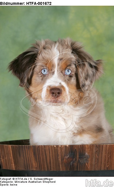 Miniature Australian Shepherd Welpe / miniature australian shepherd puppy / HTFA-001672