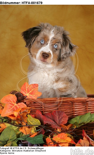 Miniature Australian Shepherd Welpe / miniature australian shepherd puppy / HTFA-001679