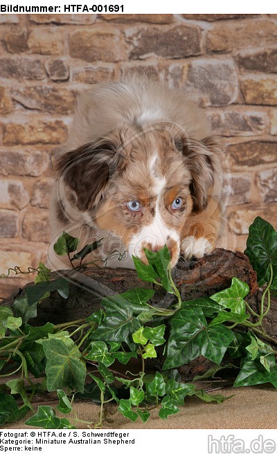 Miniature Australian Shepherd Welpe / miniature australian shepherd puppy / HTFA-001691