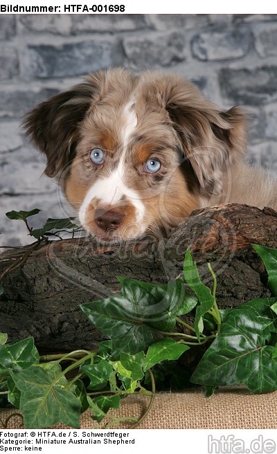 Miniature Australian Shepherd Welpe / miniature australian shepherd puppy / HTFA-001698