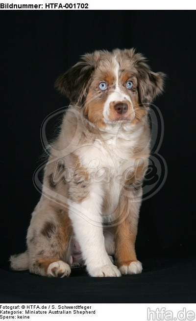 Miniature Australian Shepherd Welpe / miniature australian shepherd puppy / HTFA-001702