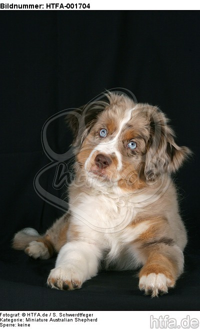 Miniature Australian Shepherd Welpe / miniature australian shepherd puppy / HTFA-001704