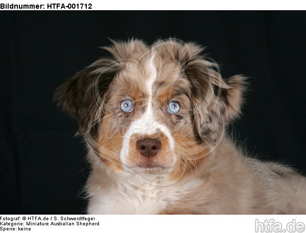 Miniature Australian Shepherd Welpe / miniature australian shepherd puppy / HTFA-001712