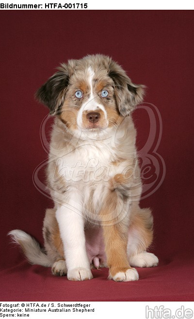 Miniature Australian Shepherd Welpe / miniature australian shepherd puppy / HTFA-001715