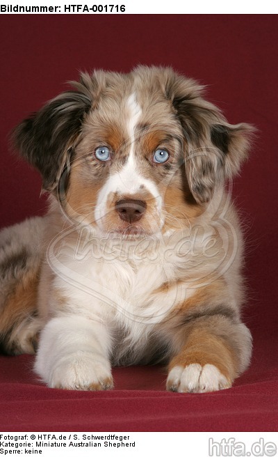 Miniature Australian Shepherd Welpe / miniature australian shepherd puppy / HTFA-001716