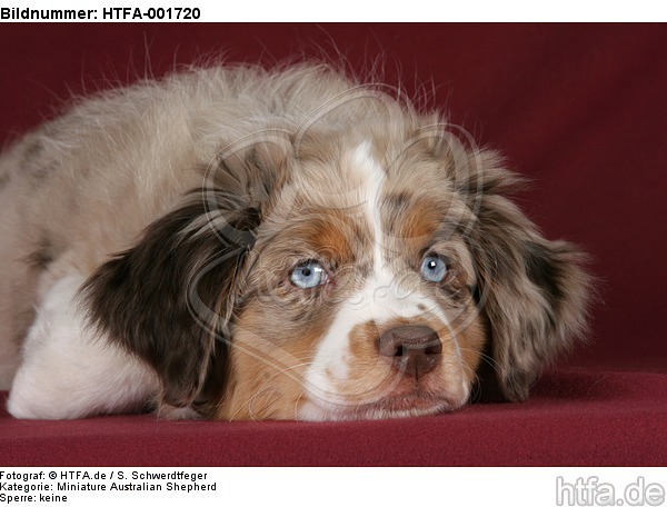 Miniature Australian Shepherd Welpe / miniature australian shepherd puppy / HTFA-001720