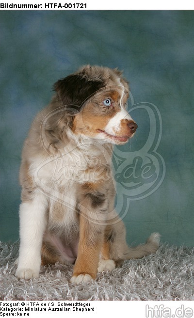 Miniature Australian Shepherd Welpe / miniature australian shepherd puppy / HTFA-001721