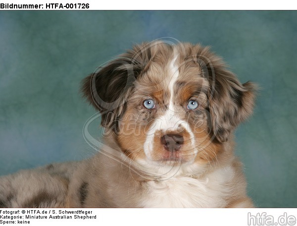 Miniature Australian Shepherd Welpe / miniature australian shepherd puppy / HTFA-001726