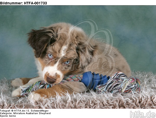 Miniature Australian Shepherd Welpe / miniature australian shepherd puppy / HTFA-001733