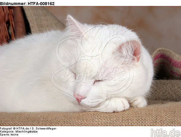 schlafender weißer BKH-Mix / sleeping white domestic cat / HTFA-008162