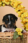 Jack Russell Terrier Welpe / jack russell terrier puppy