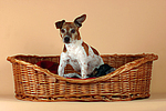 Jack Russell Terrier