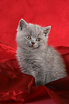 sitzendes Britisch Kurzhaar Kätzchen / sitting british shorthair kitten