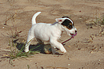 Parson Russell Terrier Welpe / parson russell terrier puppy