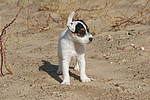 Parson Russell Terrier Welpe / parson russell terrier puppy