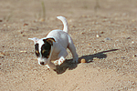 Parson Russell Terrier Welpe / parson russell terrier puppy